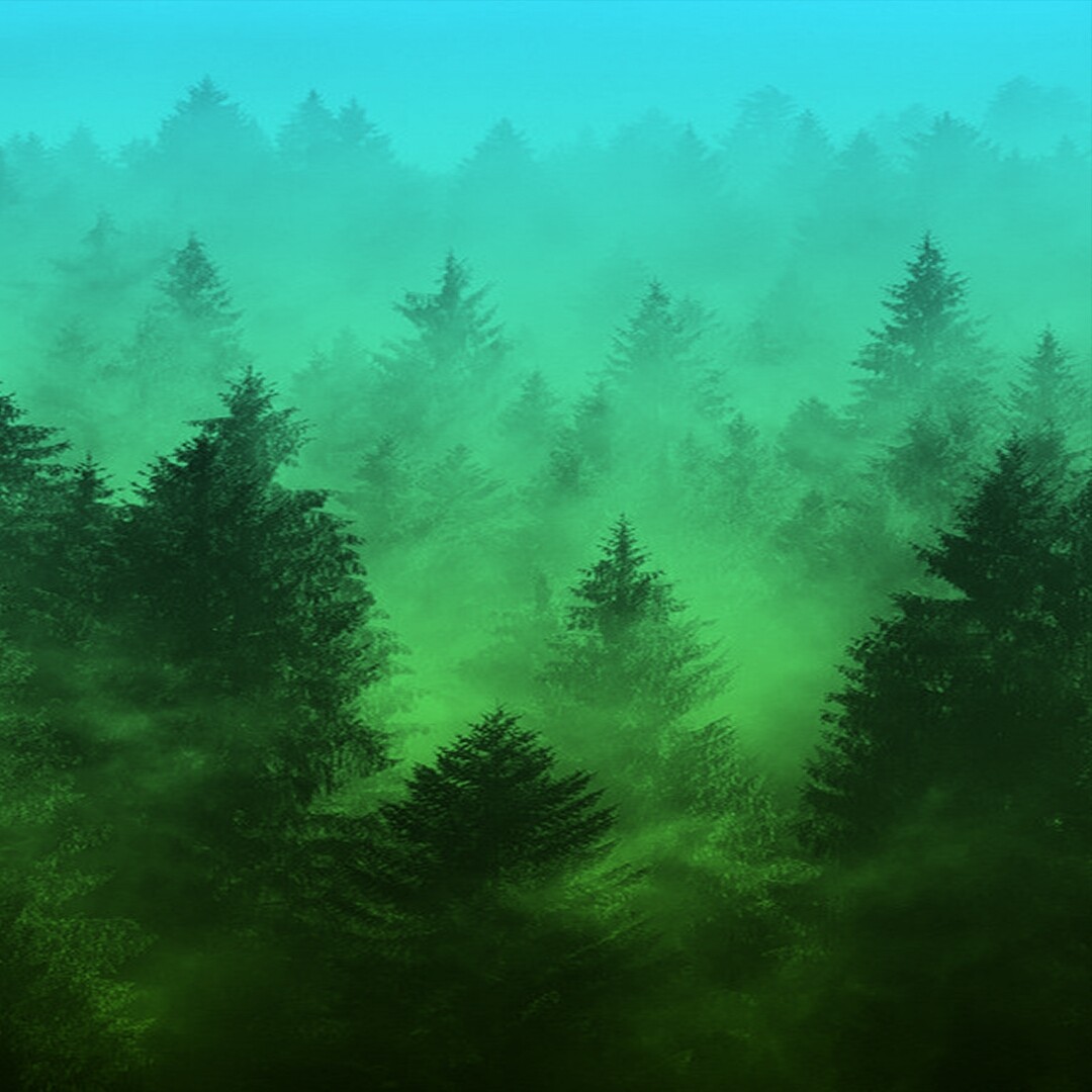 General 1080x1080 forest trees nature