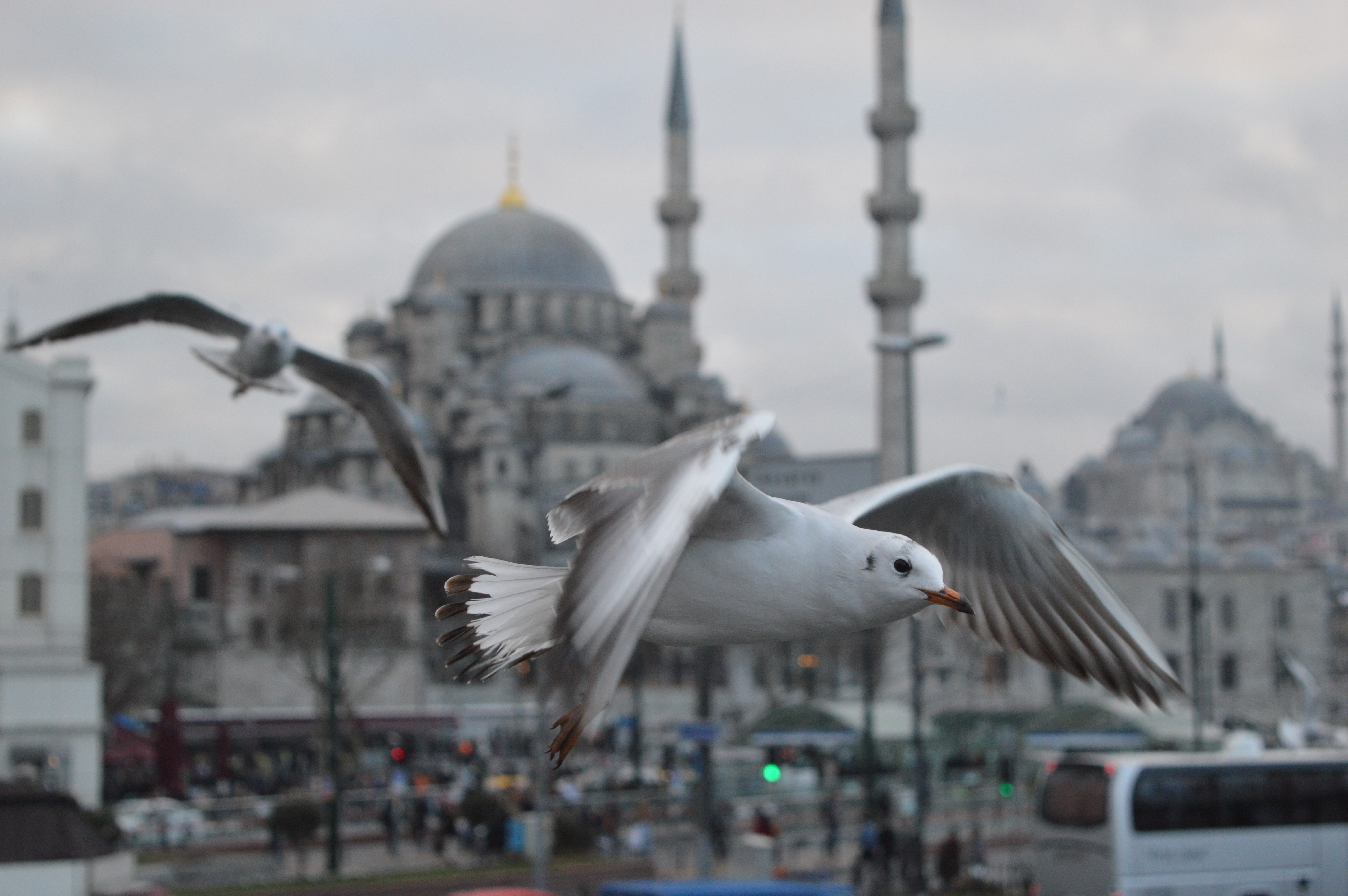 General 6016x4000 Istanbul Turkey animals birds seagulls mosque closeup