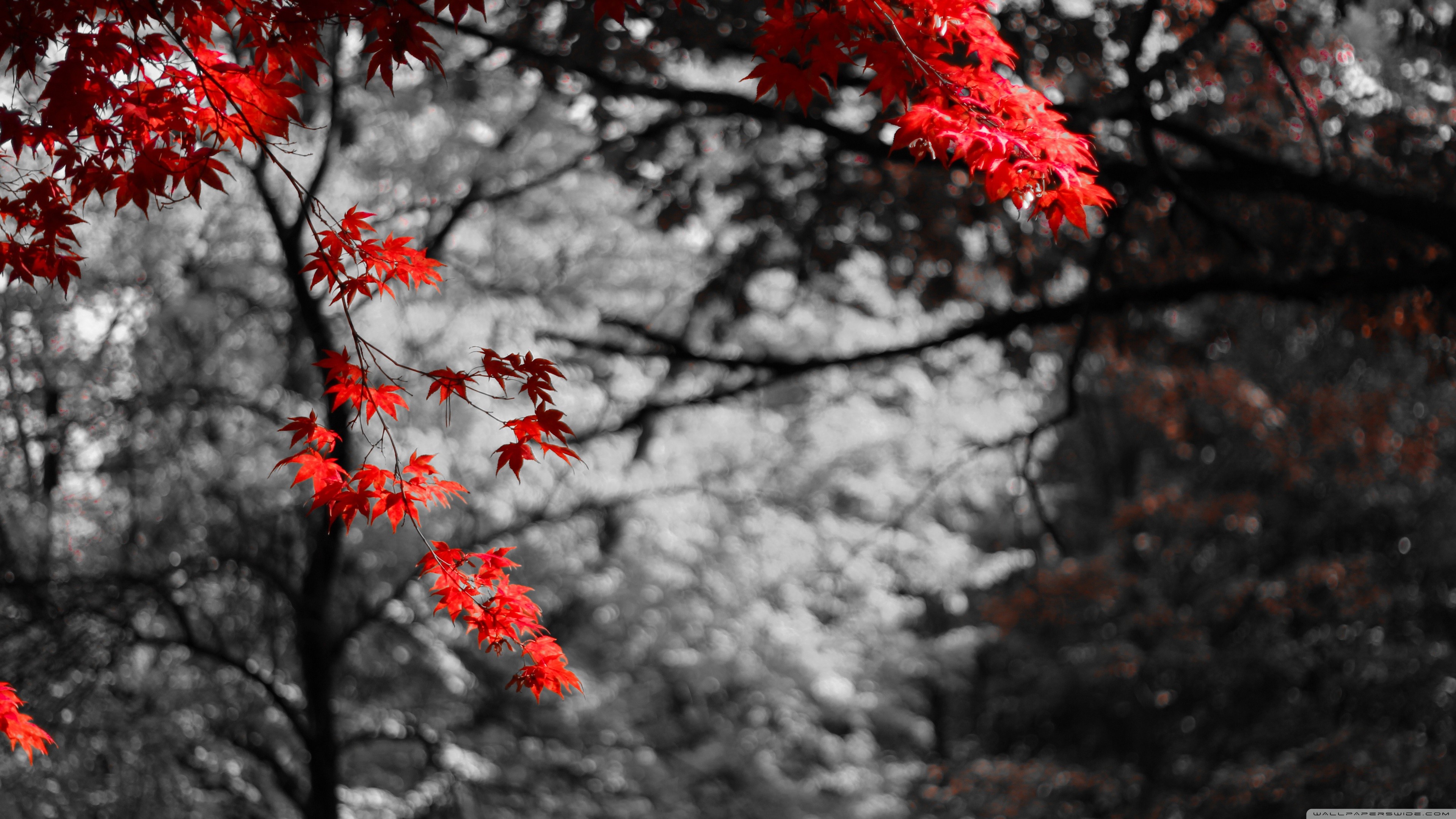 General 3840x2160 maple leaves selective coloring bokeh photo manipulation trees plants