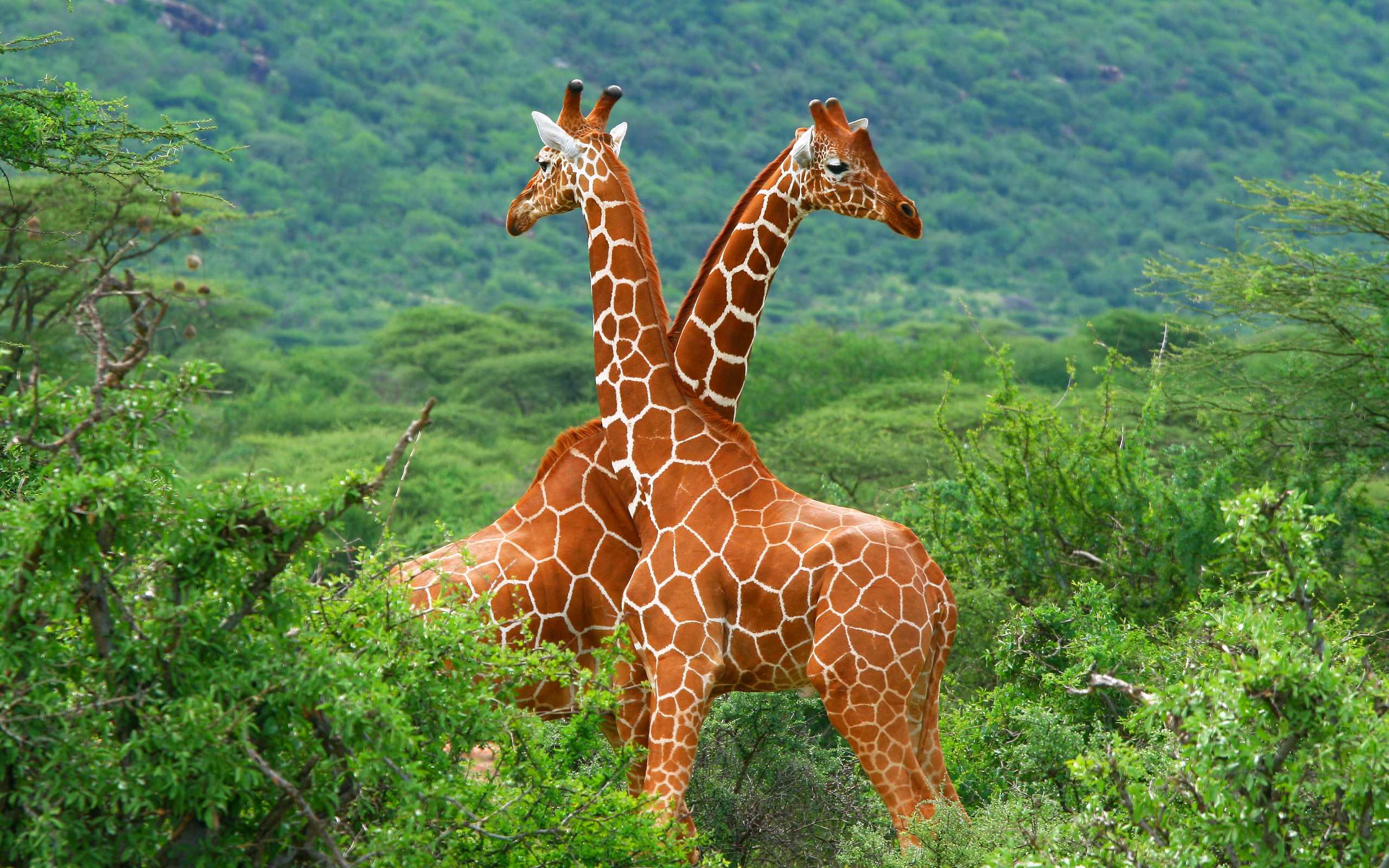 General 2560x1600 giraffes animals mammals nature vibrant