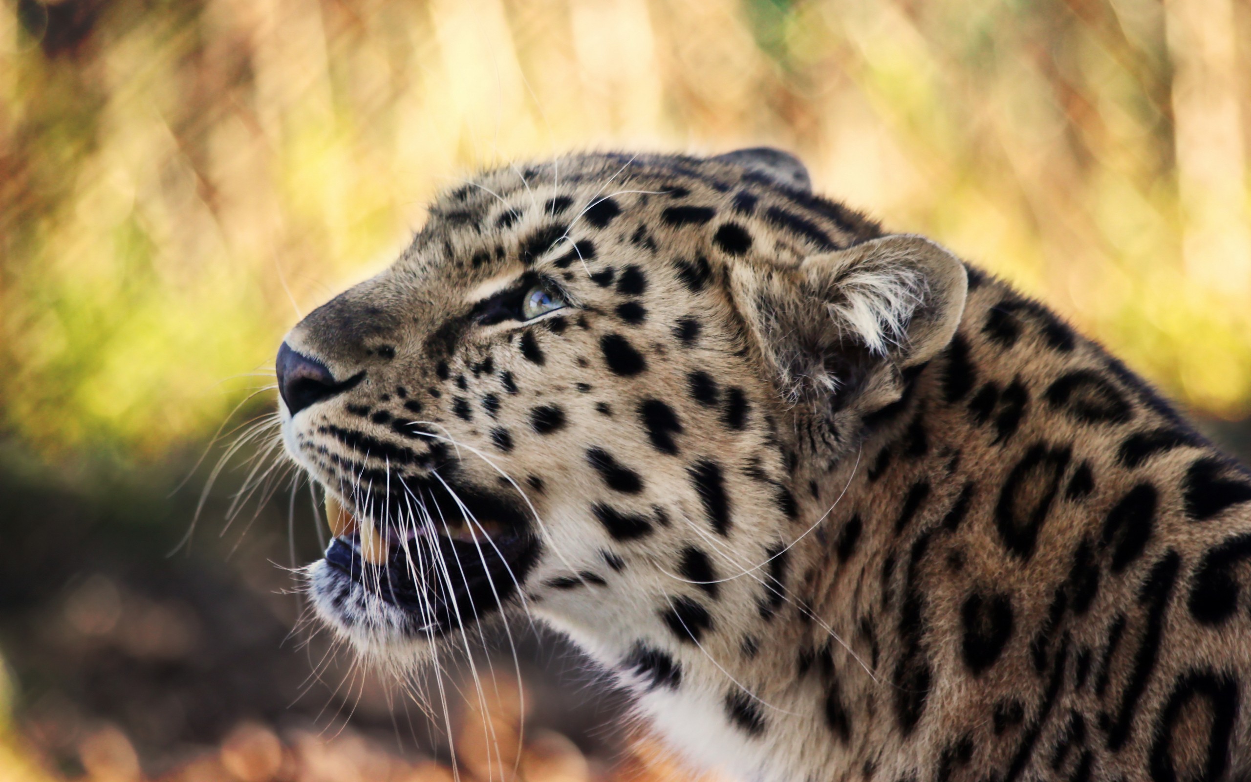 General 2560x1600 animals leopard big cats mammals