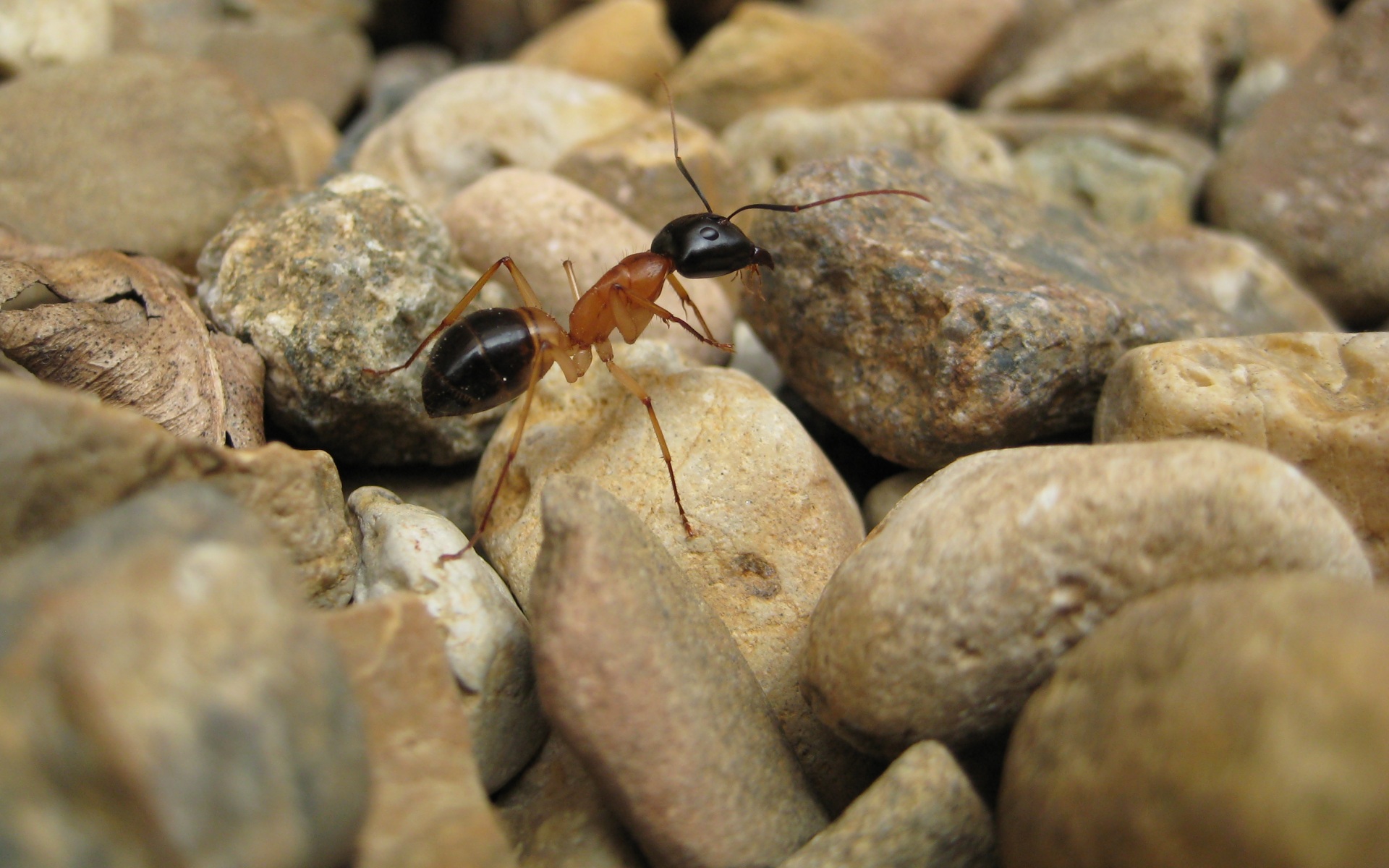 General 1920x1200 ants macro insect rocks stones animals