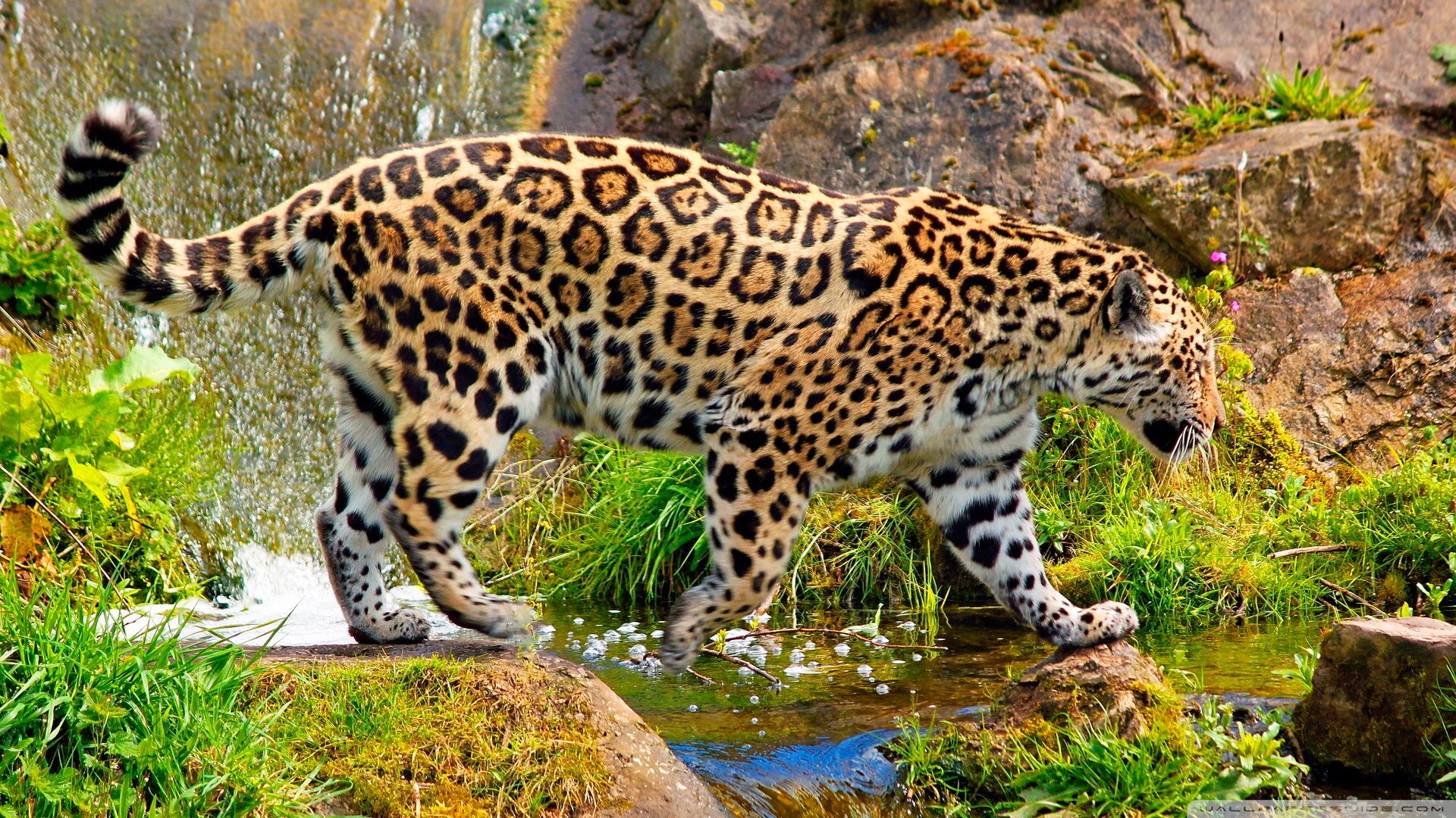 General 1920x1080 jaguars animals big cats mammals plants