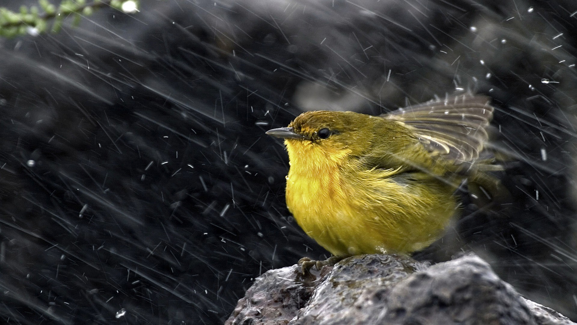 General 1920x1080 birds water drops rocks rain animals Warbler closeup