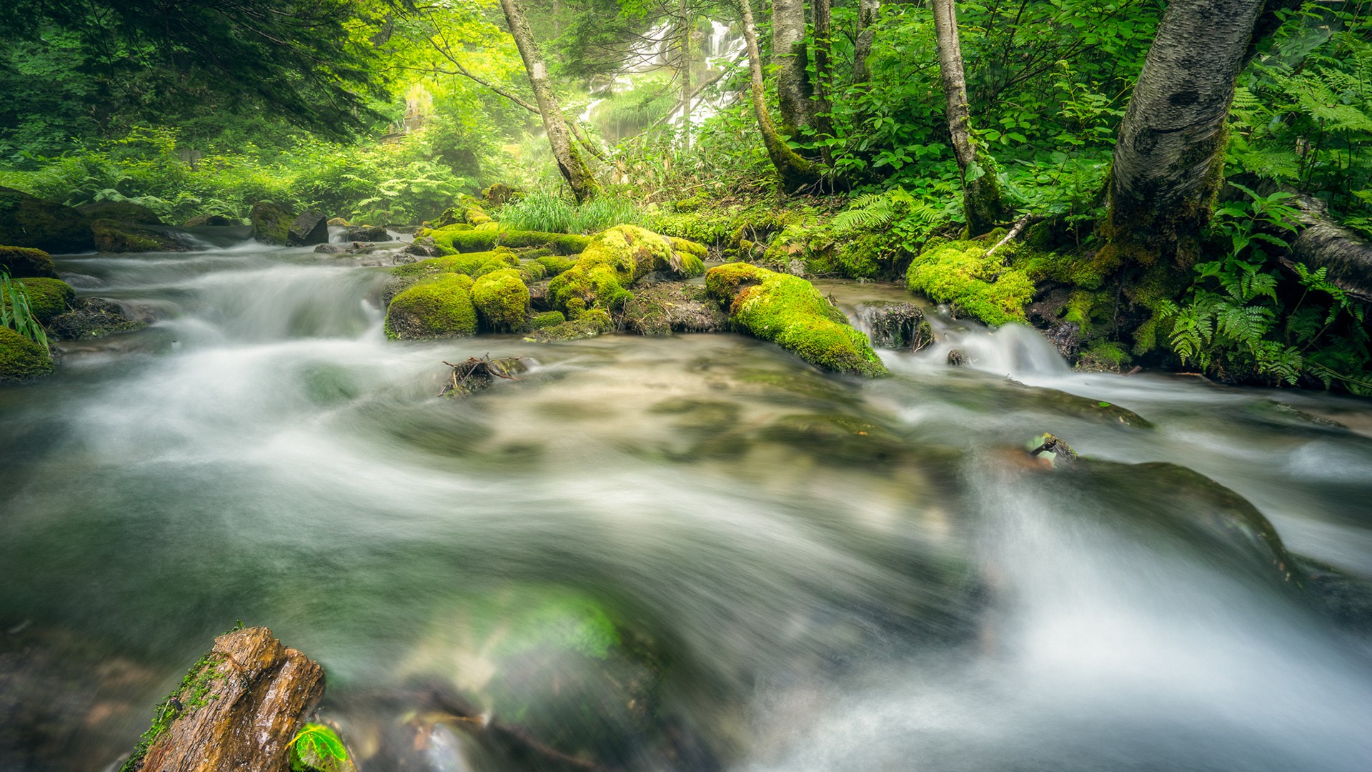 General 1920x1080 moss water plants nature long exposure