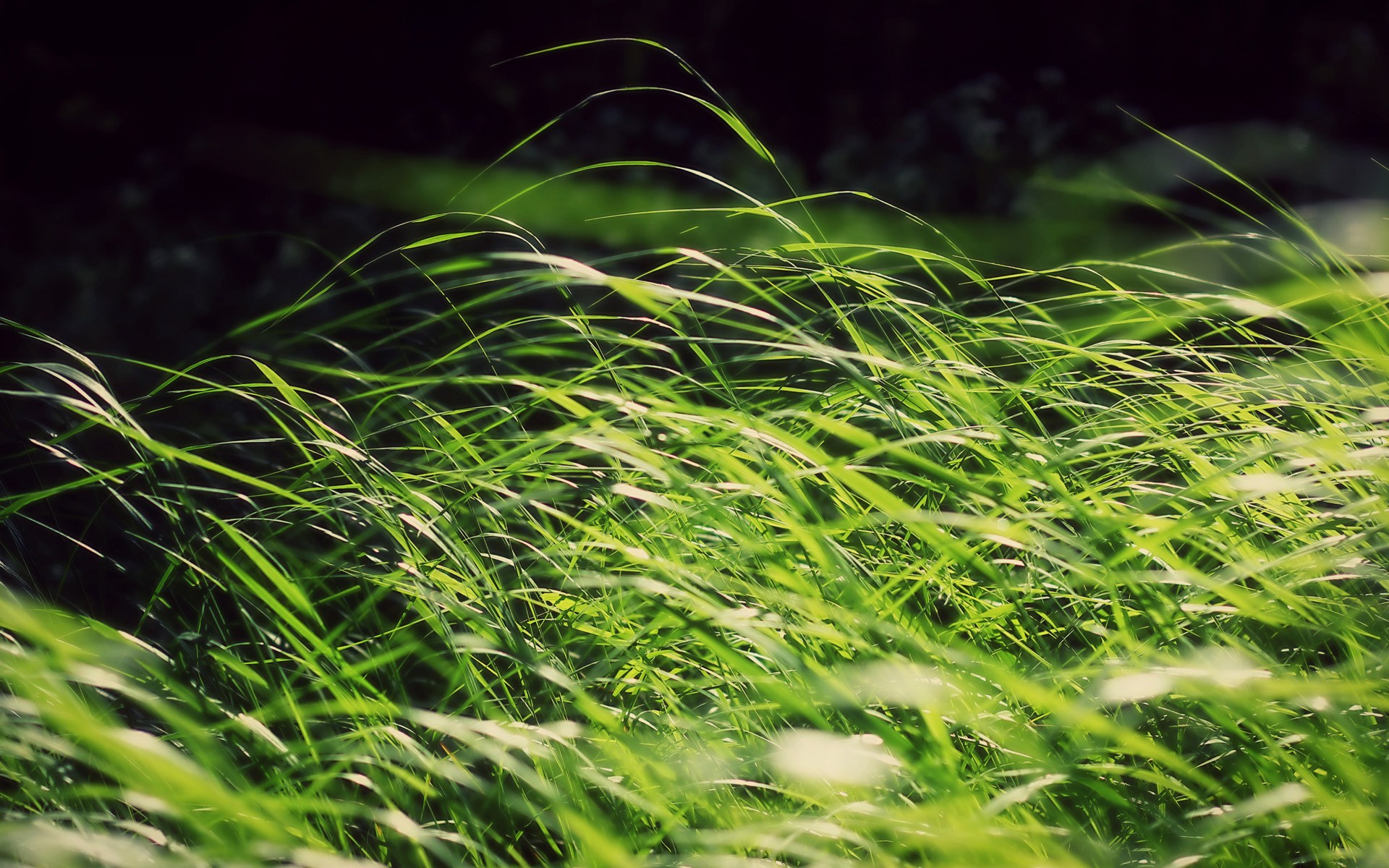 General 1920x1200 grass nature windy plants outdoors