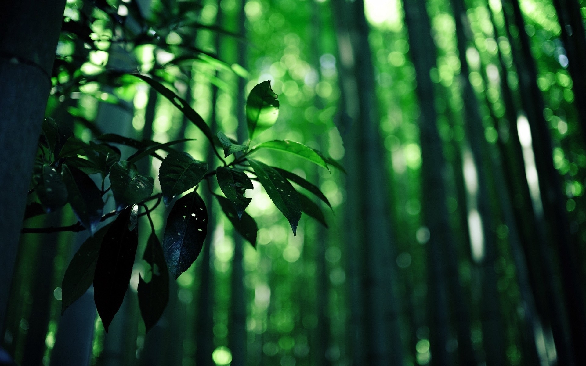 General 1920x1200 forest leaves branch nature bokeh green bamboo