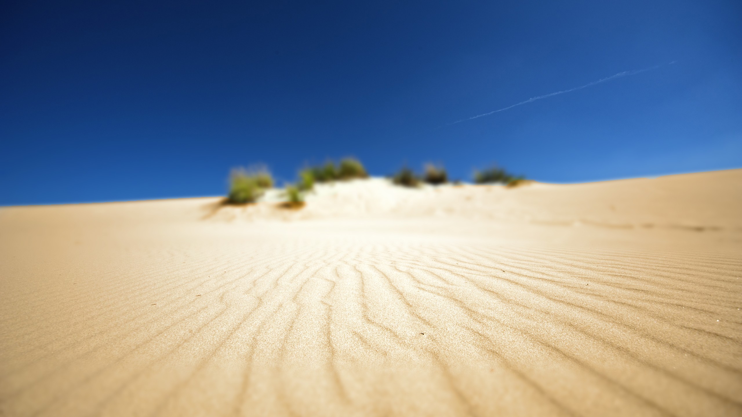 General 2560x1440 desert depth of field tilt shift sky nature sand blue dunes shrubs