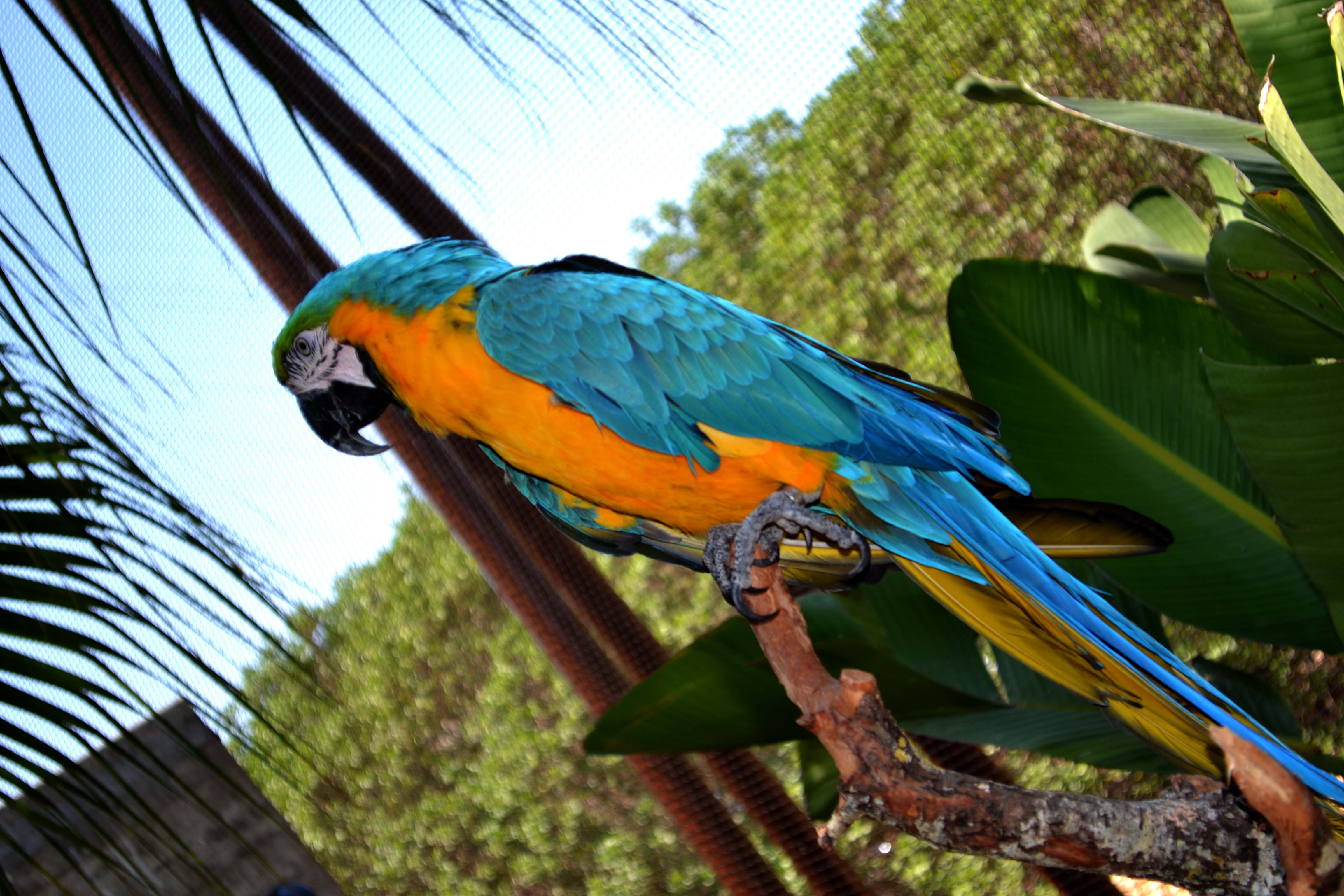 General 4608x3072 macaws animals birds parrot Blue-and-Yellow Macaw closeup