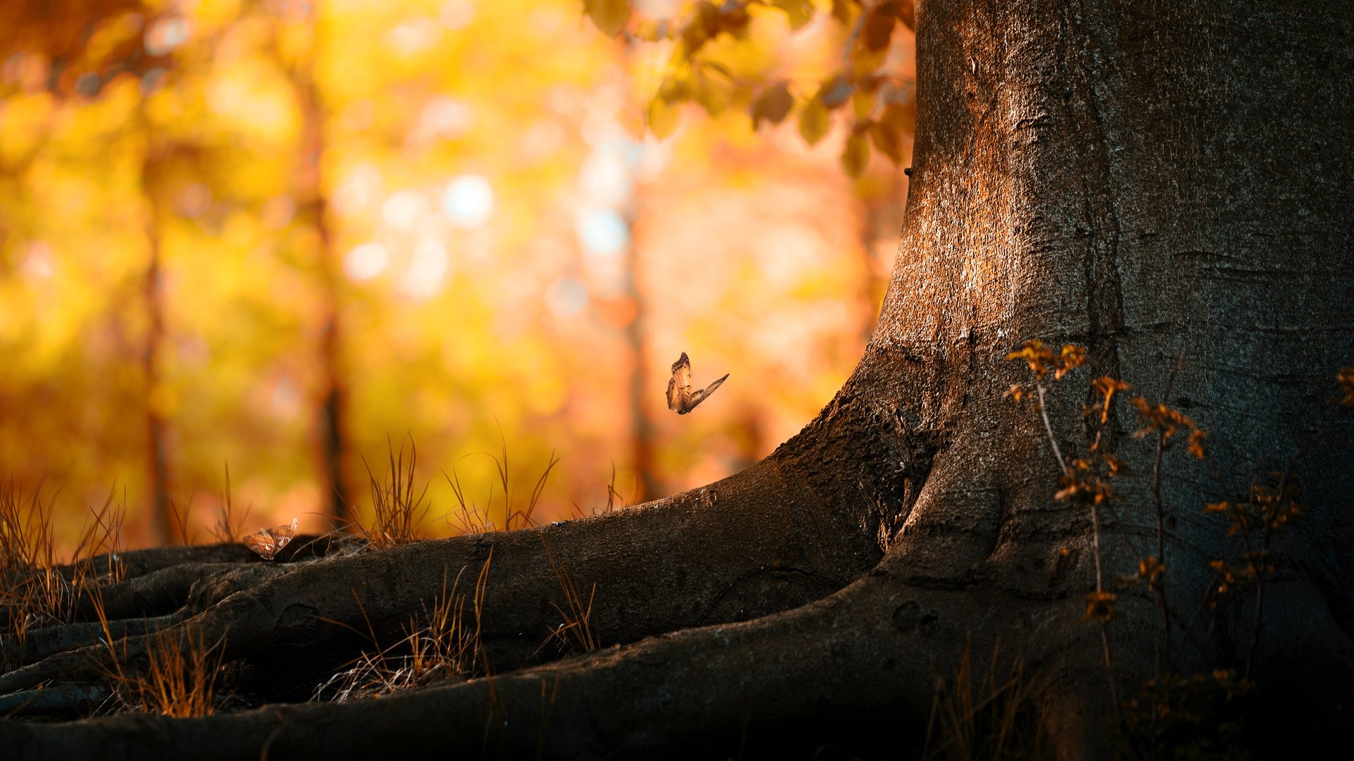 General 1920x1080 butterfly trees nature bokeh fall insect
