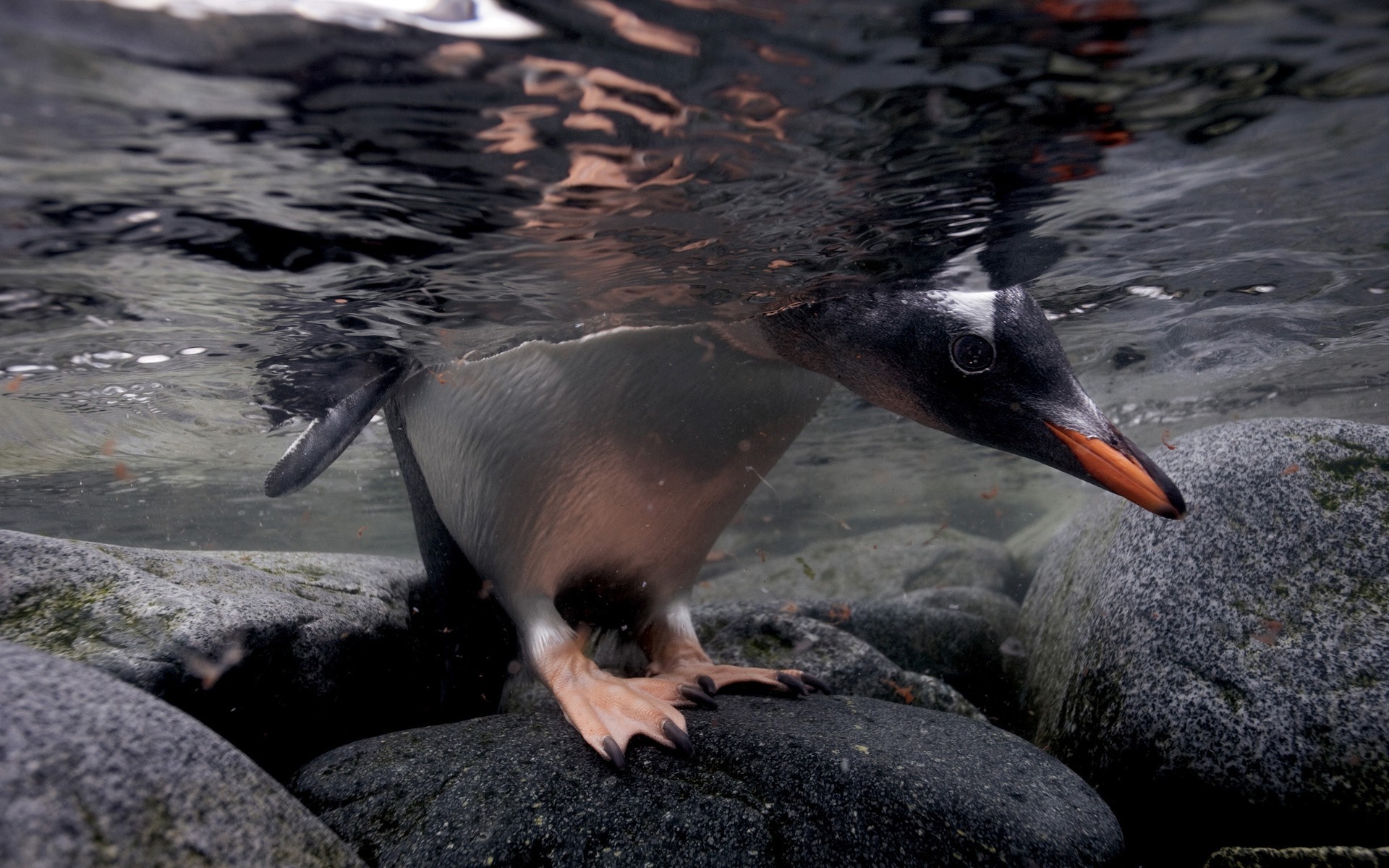 General 1920x1200 birds animals nature feathers water penguins rocks underwater closeup