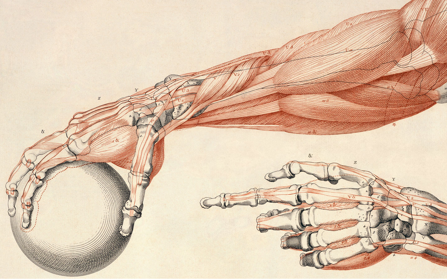 General 1440x900 bones ball anatomy medicine digital art simple background hands muscles minimalism