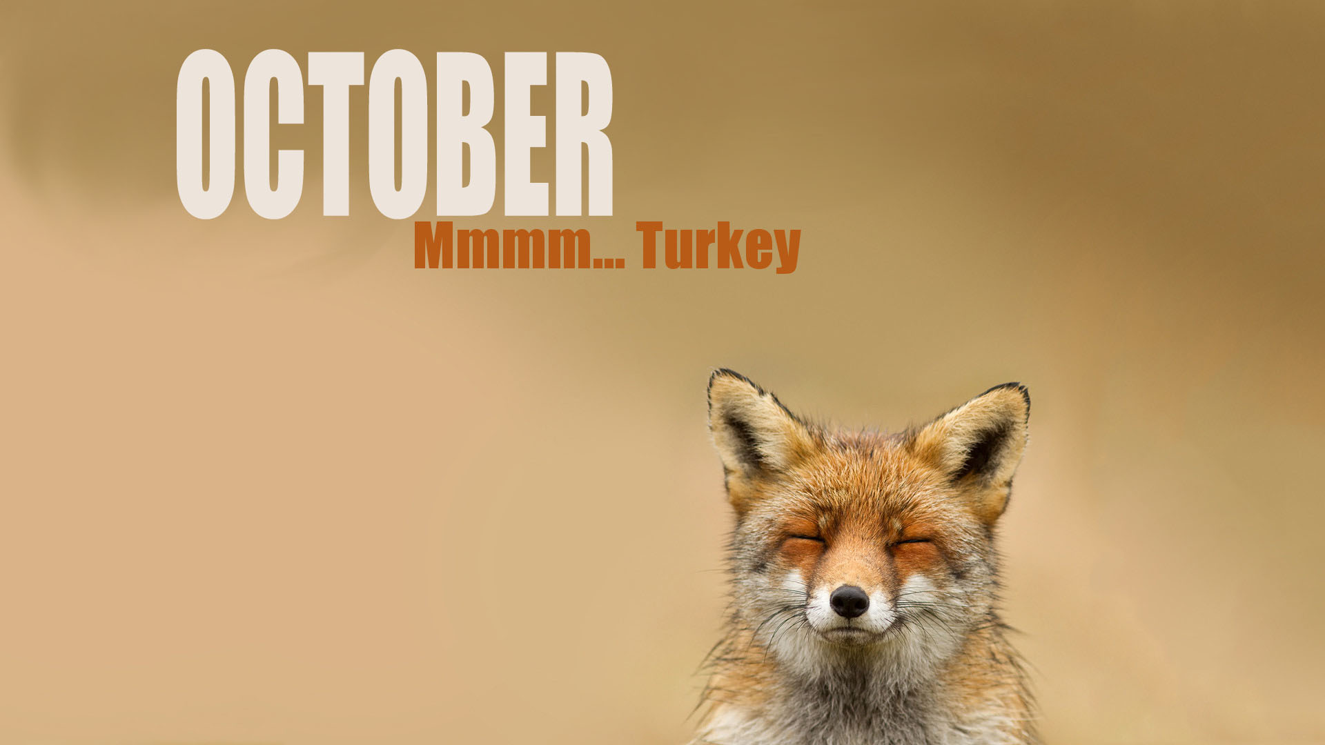 General 1920x1080 October month fox animals typography simple background mammals