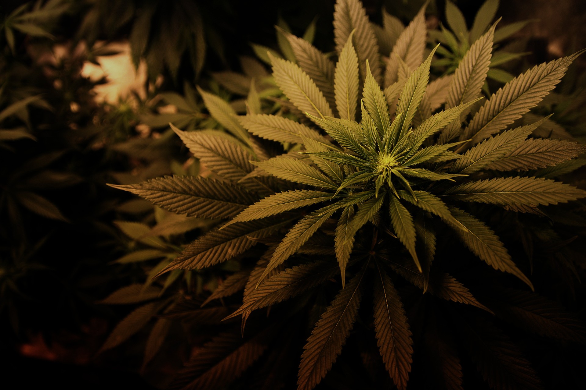 General 1920x1280 cannabis drugs plants leaves