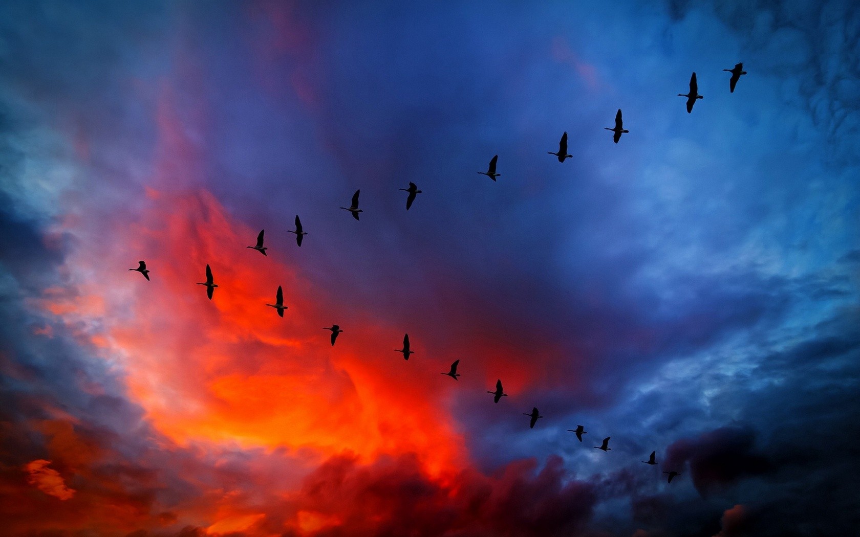 General 1680x1050 sky sunset birds geese animals clouds