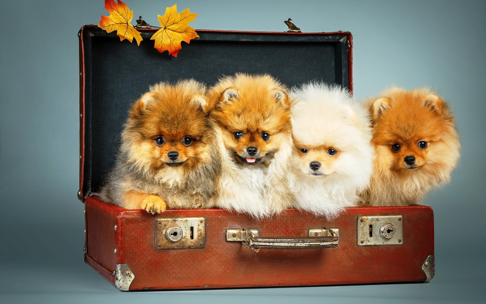 General 1680x1050 dog suitcase leaves animals mammals