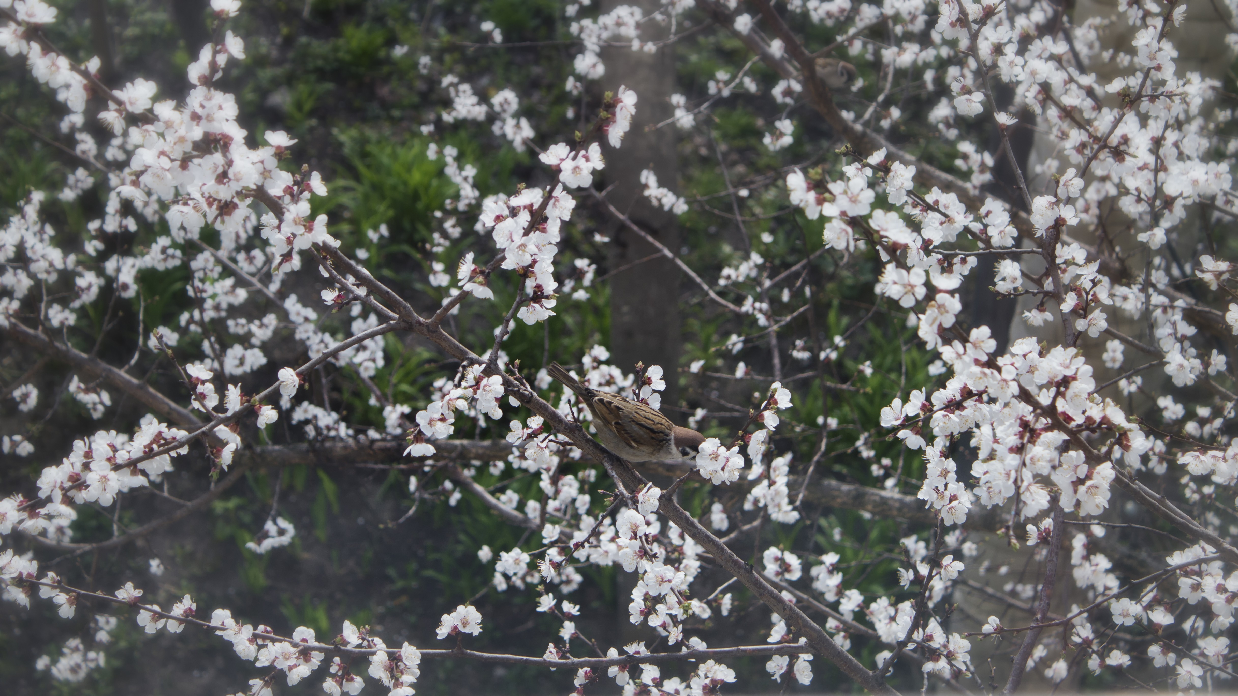 General 4867x2737 cherry blossom birds animals flowers branch plants