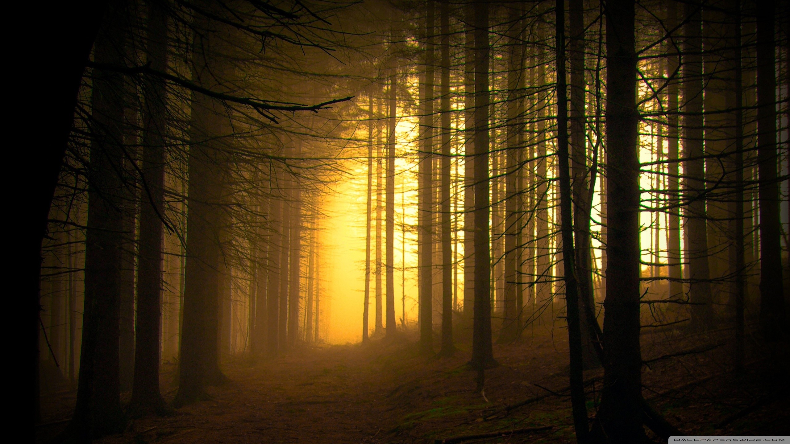 General 2560x1440 forest photography nature dark trees sunlight