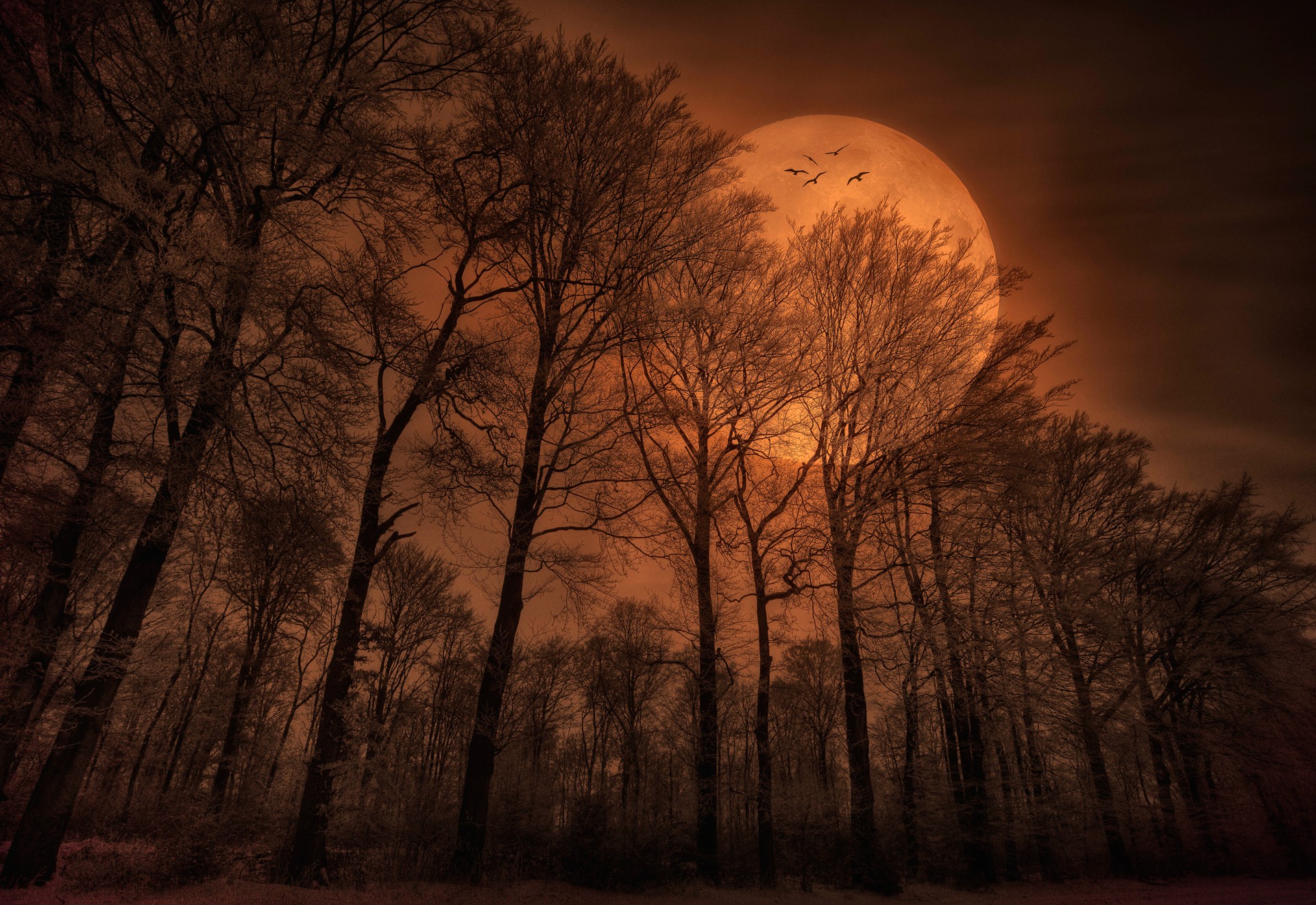 General 1920x1320 forest trees Moon monochrome spooky