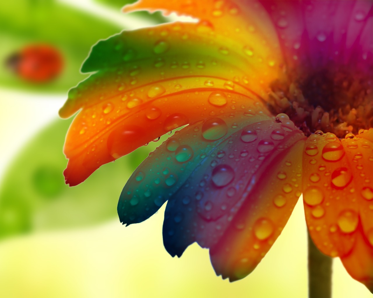 General 1280x1024 colorful petals water drops plants macro flowers