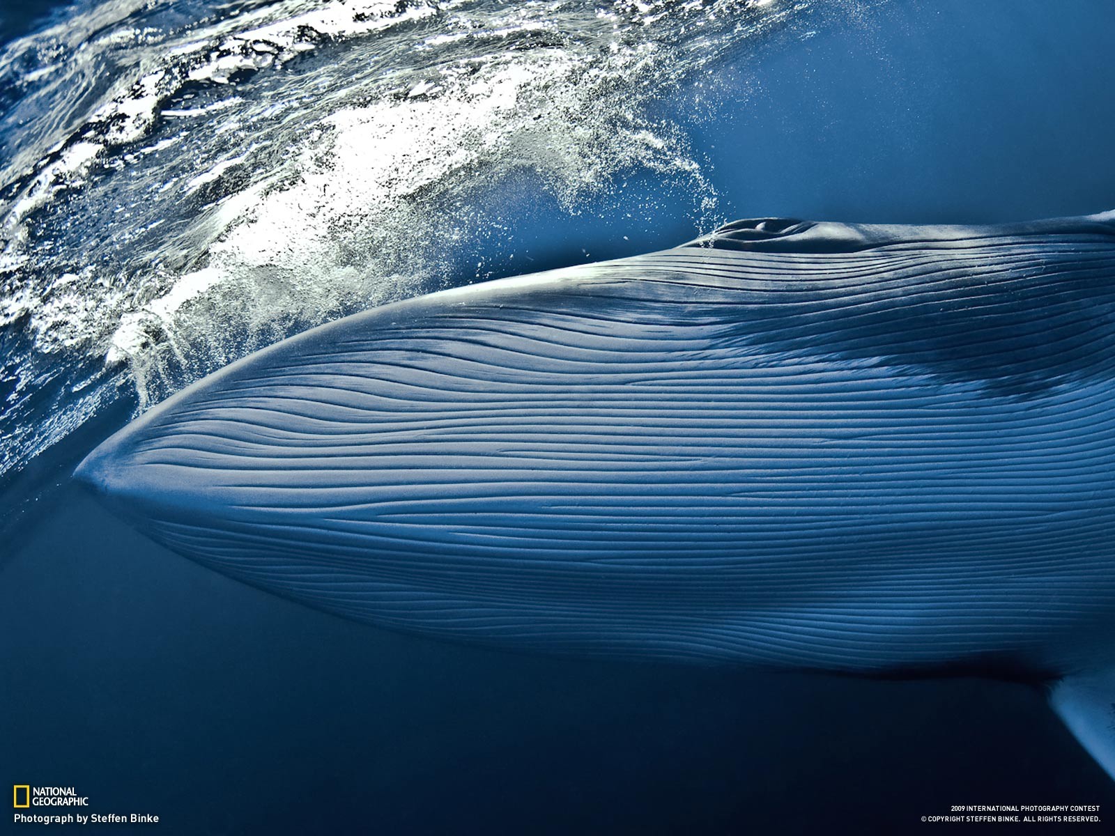 General 1600x1200 nature whale National Geographic animals blue mammals underwater 2009 (Year) cetacea blue whale water sea watermarked Steffen Binke