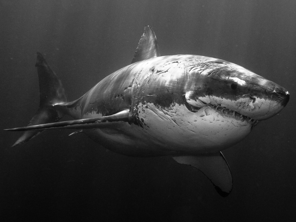 General 1024x768 shark Great White Shark animals monochrome fish underwater