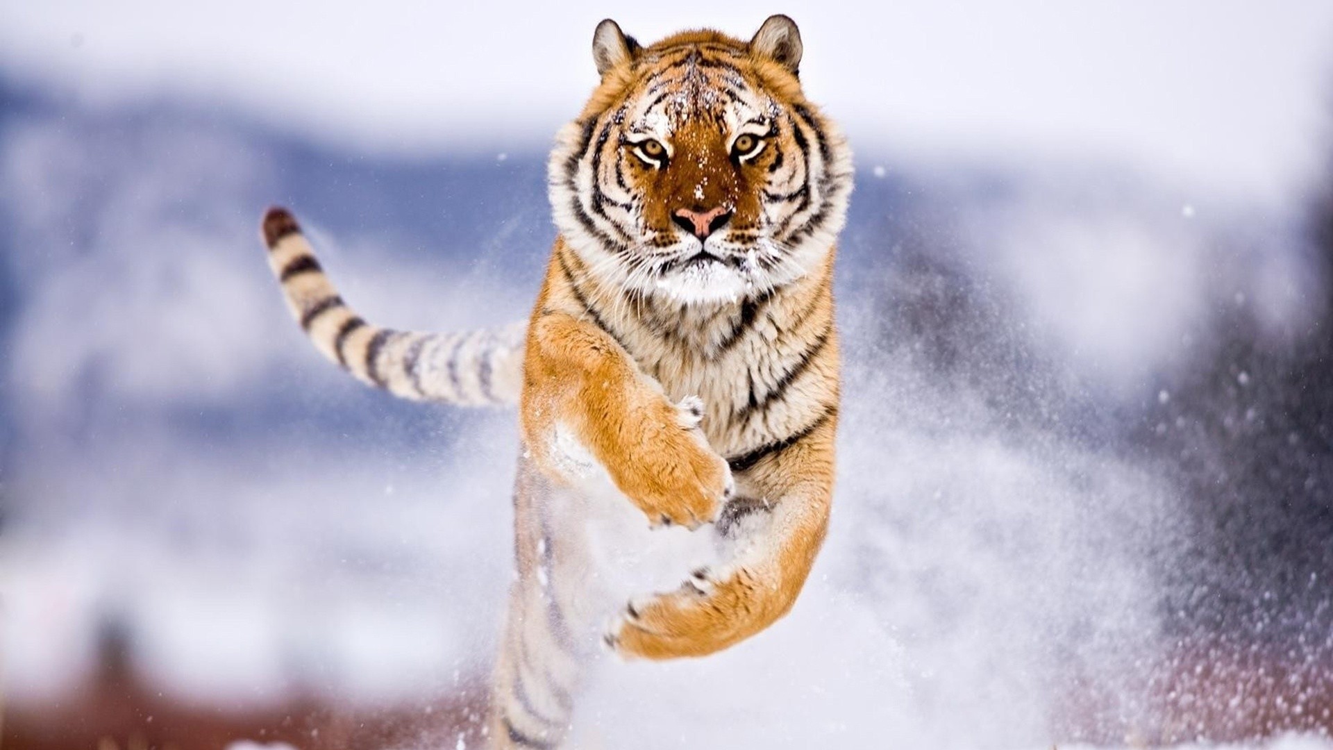 General 1920x1080 tiger snow attack animals jumping big cats mammals