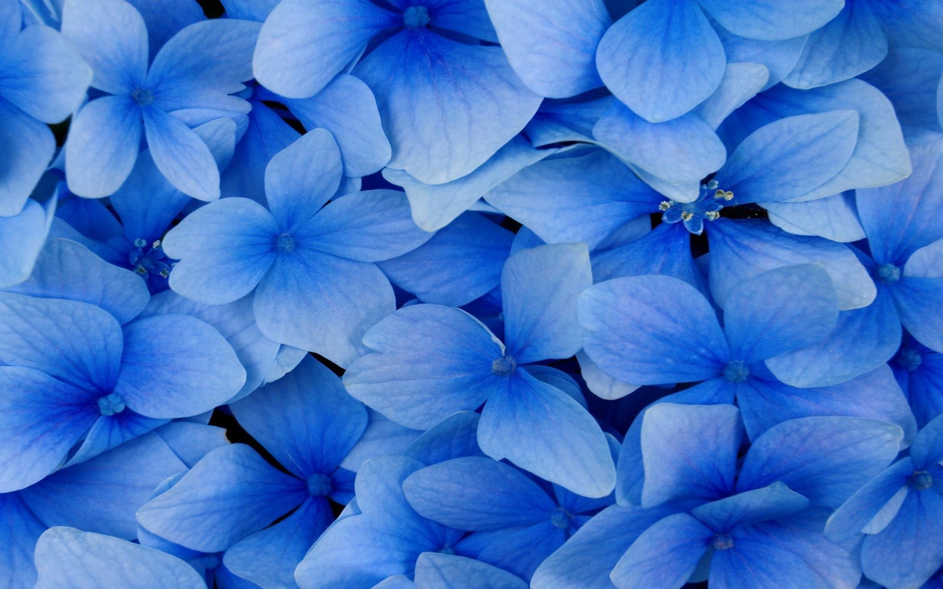 General 1920x1200 photography nature flowers blue macro light blue