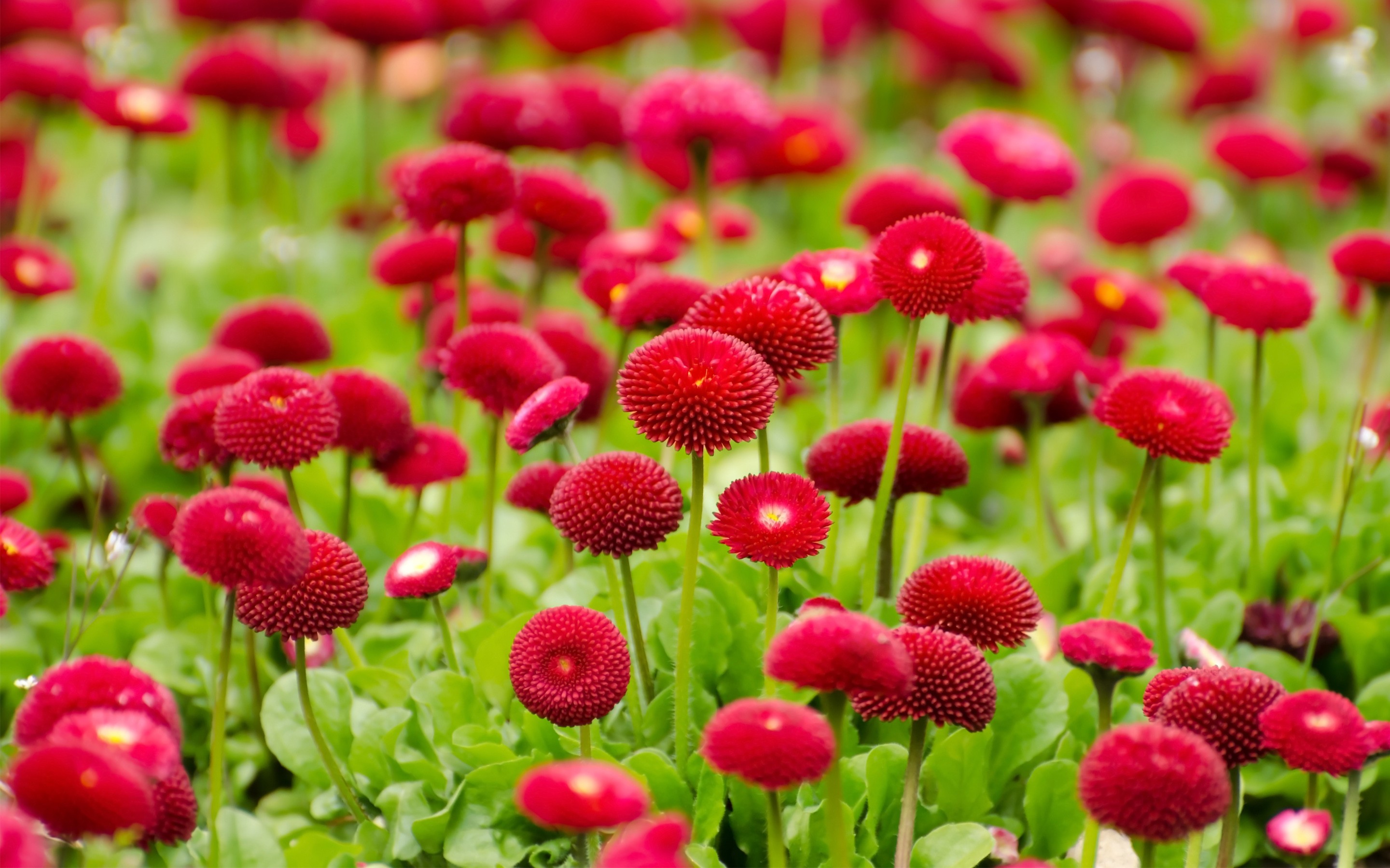 General 2880x1800 nature plants flowers red flowers