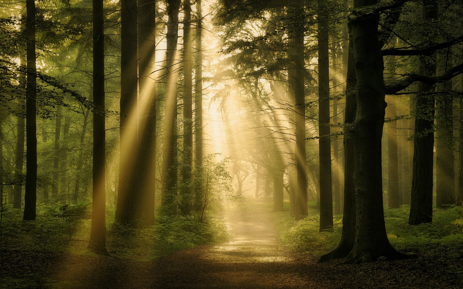 General 1600x1000 nature forest sun rays path trees mist atmosphere