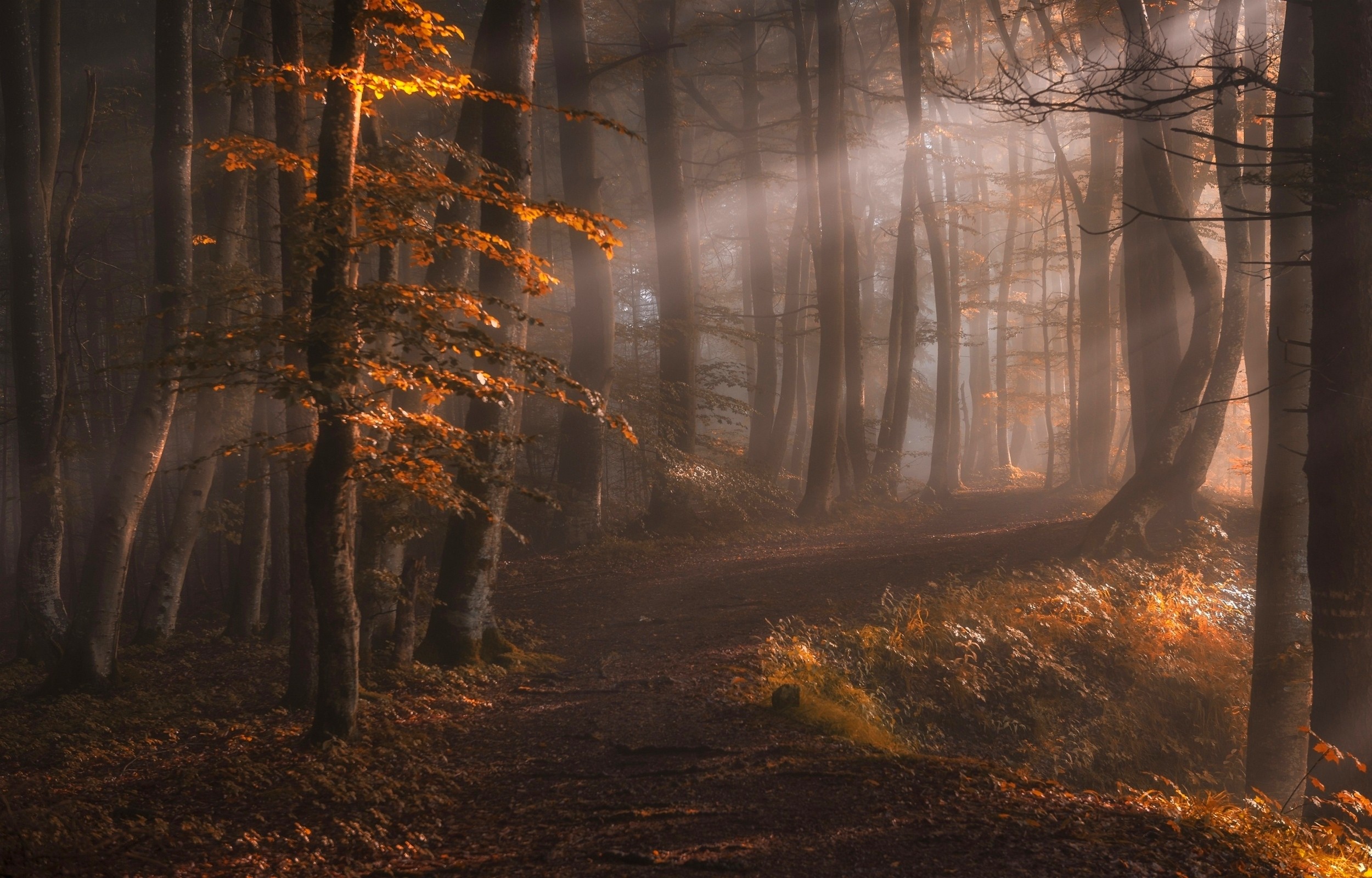General 2500x1600 nature sun rays forest path leaves trees fall mist sunlight outdoors plants