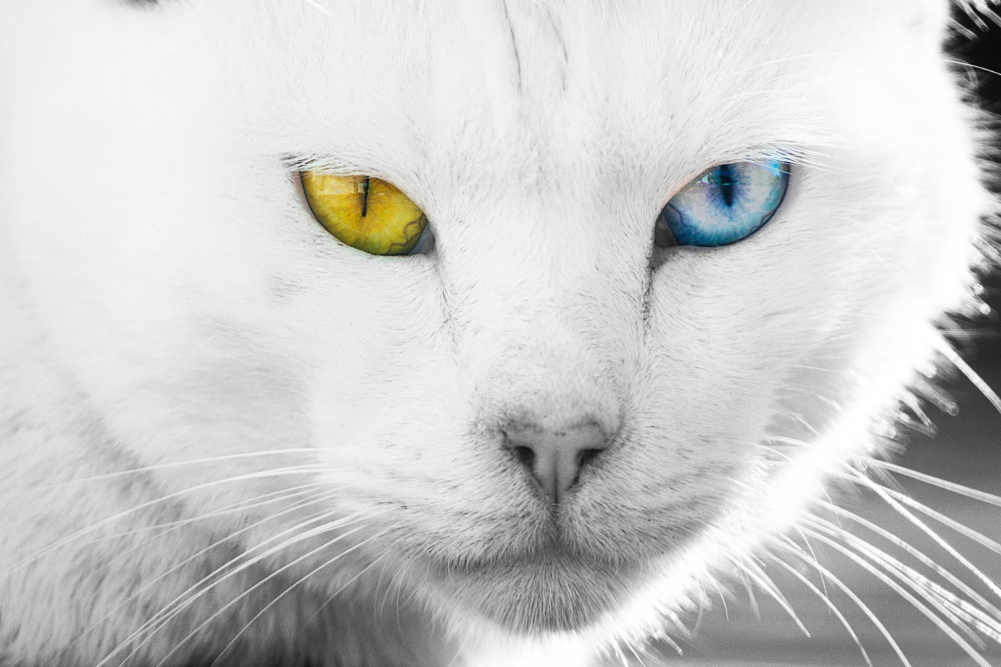 General 2048x1365 cats animals heterochromia closeup mammals animal eyes
