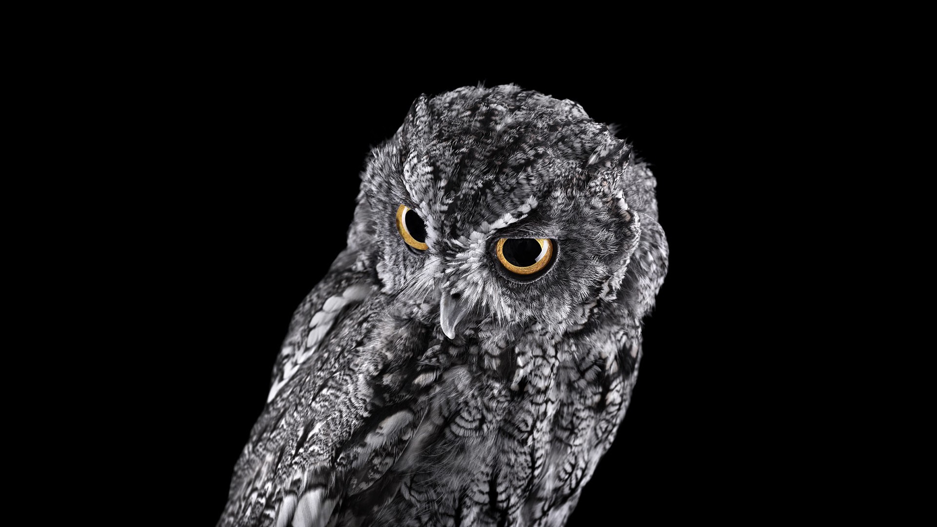 General 1920x1080 photography animals birds owl simple background black background animal eyes