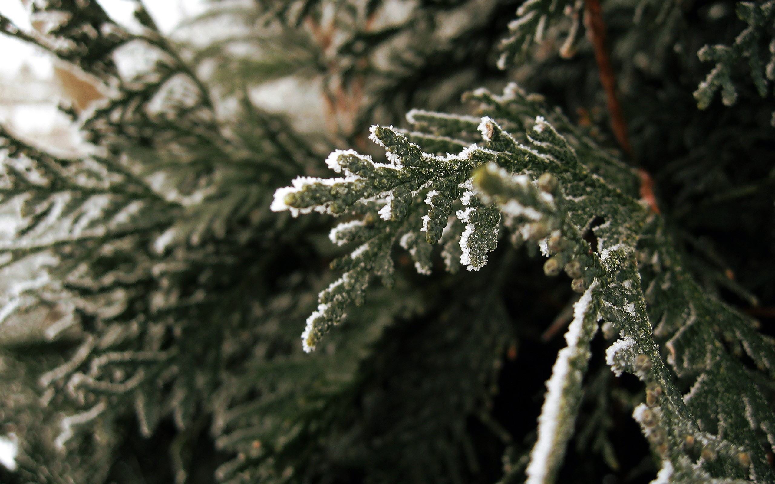 General 2560x1600 nature macro frost plants branch winter cold outdoors