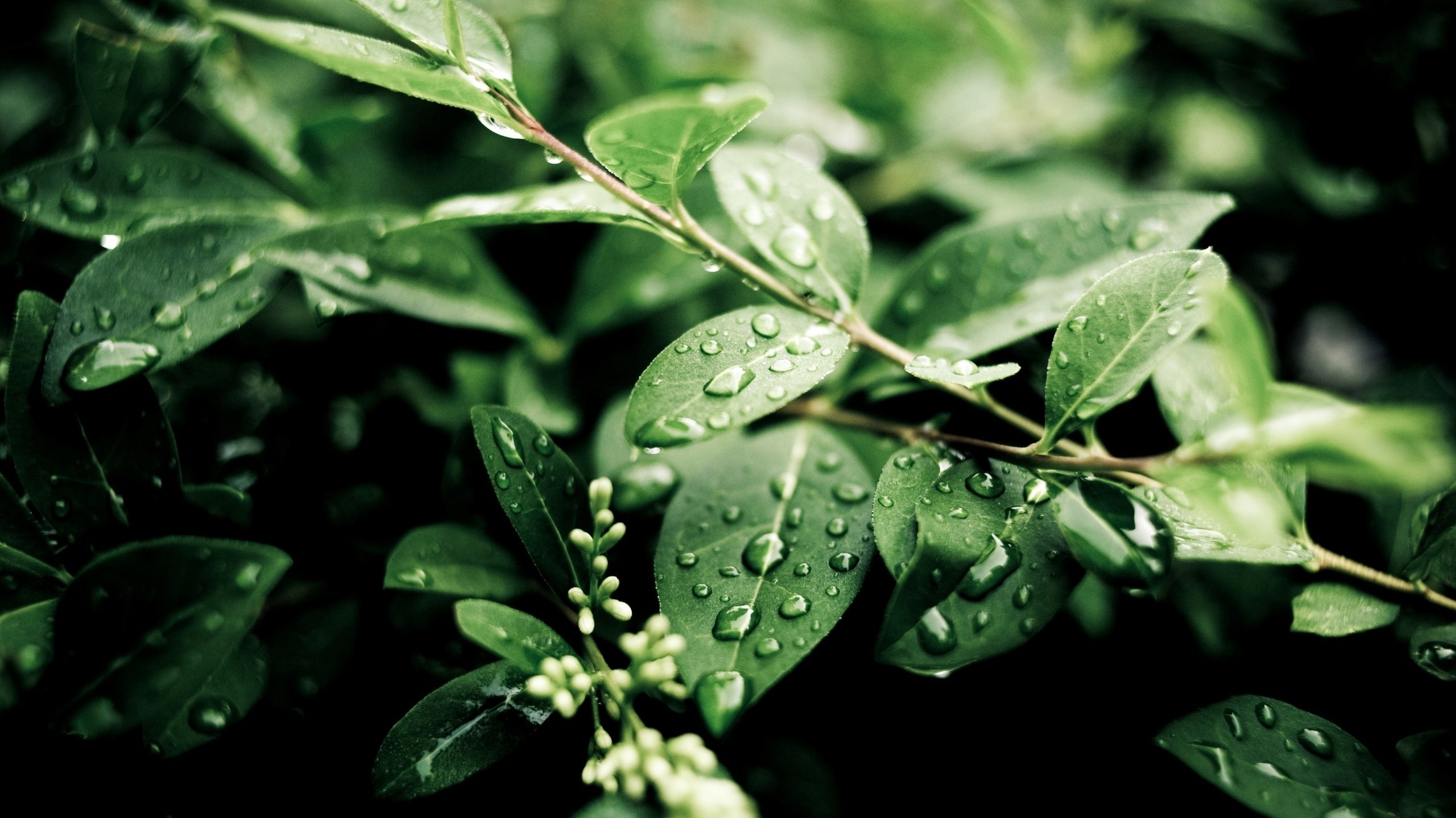 General 2560x1440 plants nature leaves depth of field branch water drops