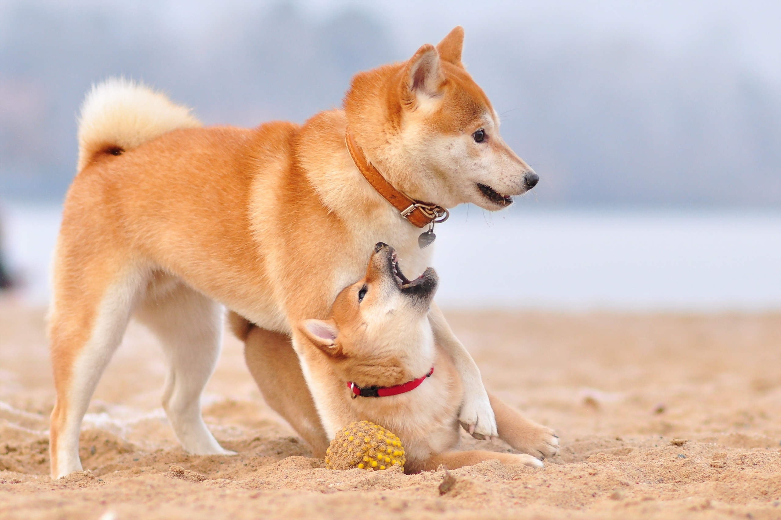General 2560x1707 dog playing mammals animals outdoors sand