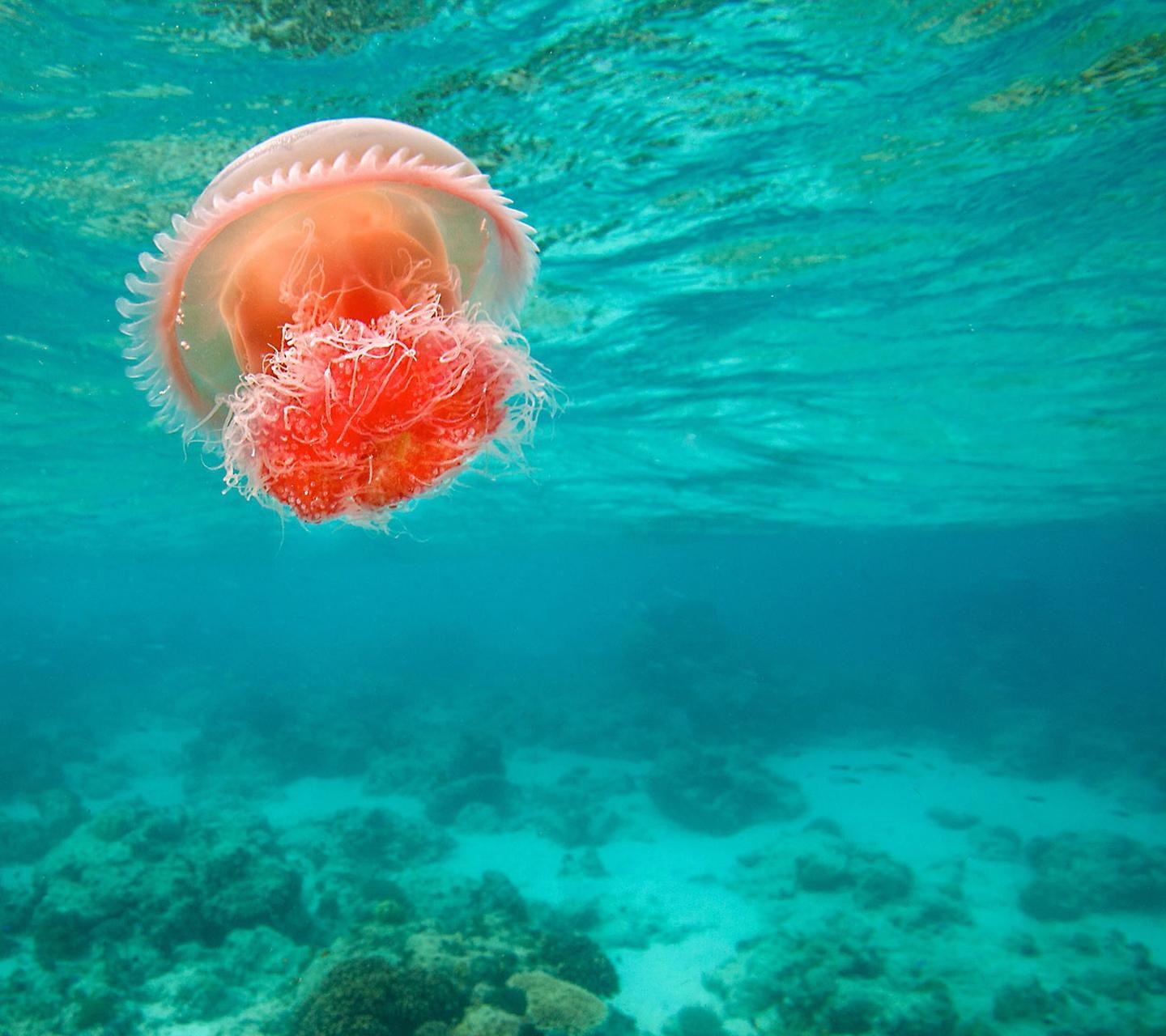 General 1440x1280 jellyfish underwater sea sea life