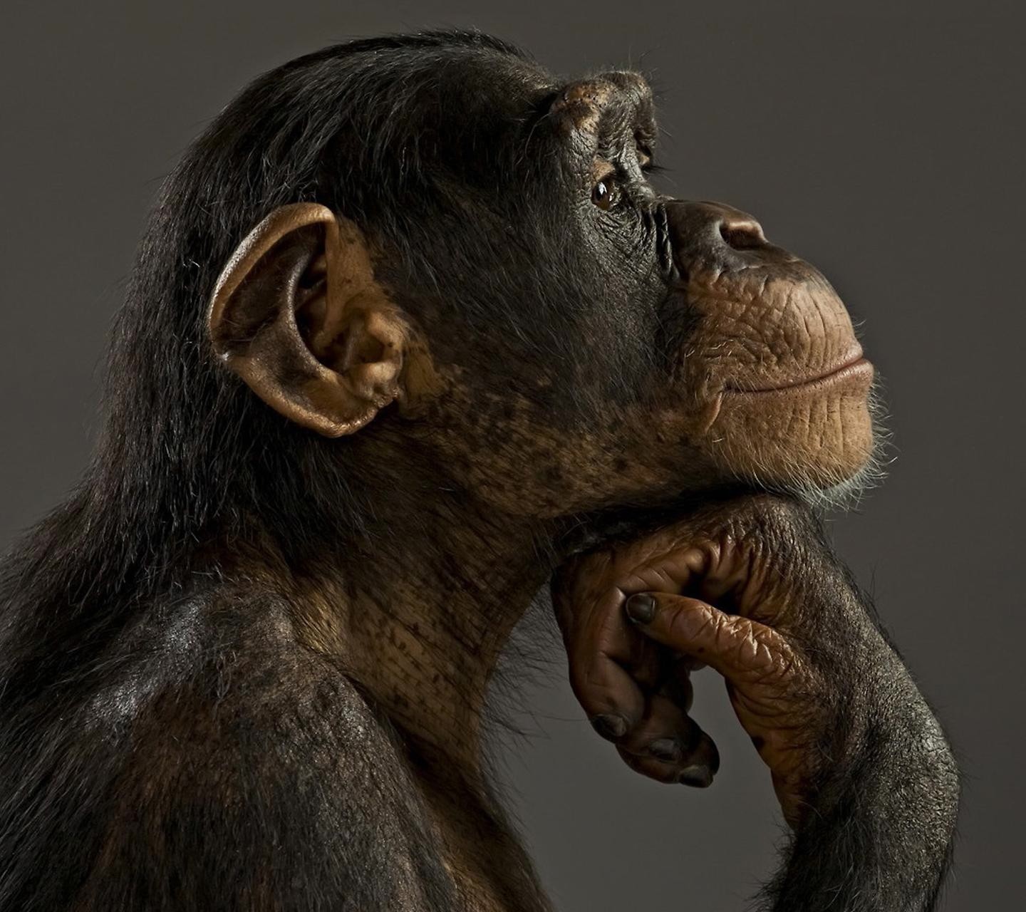 General 1440x1280 apes mammals animals thinking looking sideways