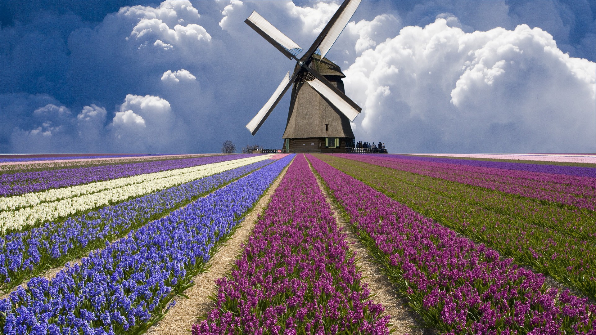 General 1920x1080 windmill Netherlands field plants Agro (Plants) flowers