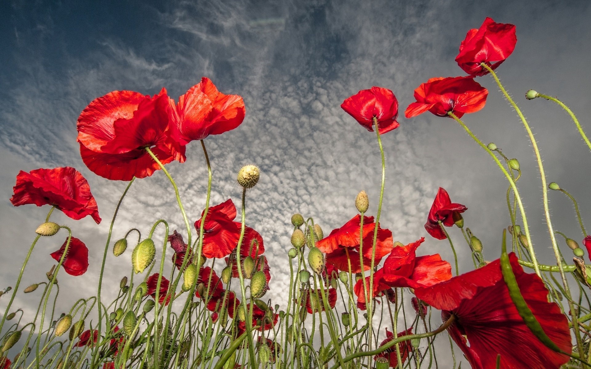 General 1920x1200 flowers red flowers plants outdoors worm's eye view