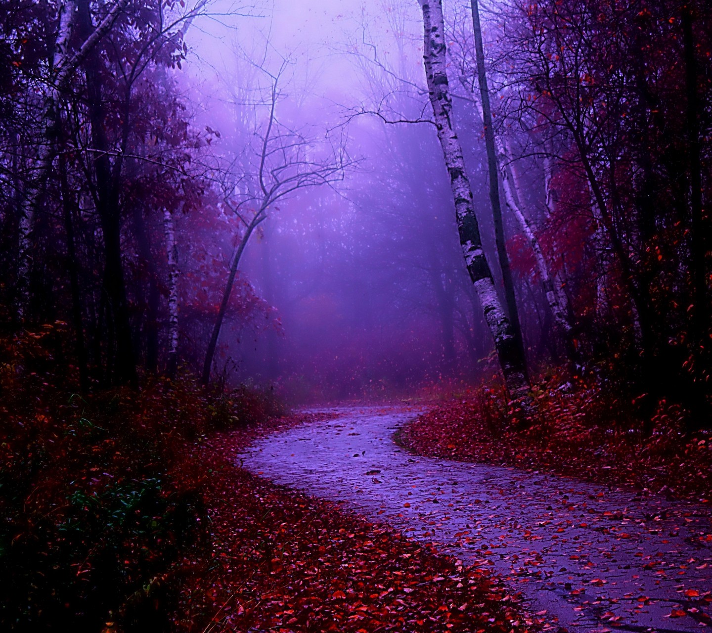 General 1440x1280 mist fall path outdoors trees fallen leaves