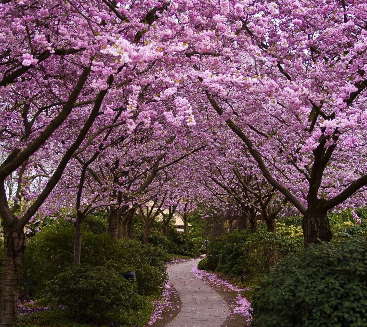 General 1440x1280 blossoms path trees spring park plants