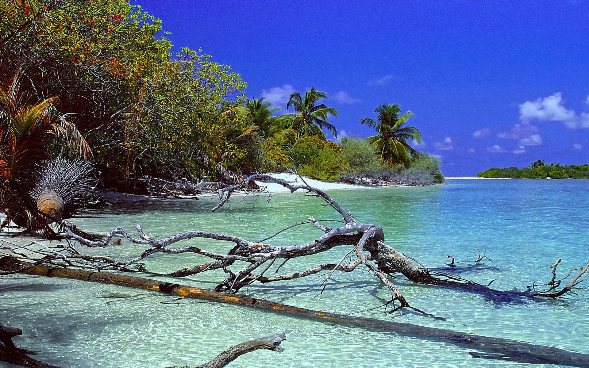 General 1920x1200 nature landscape deserted Island beach trees dead trees palm trees sea sand water tropical summer Maldives