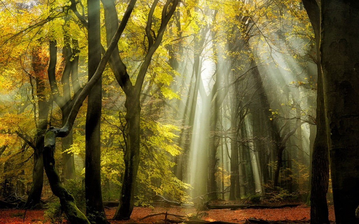 General 1230x768 nature sunbeams forest fall leaves trees mist yellow