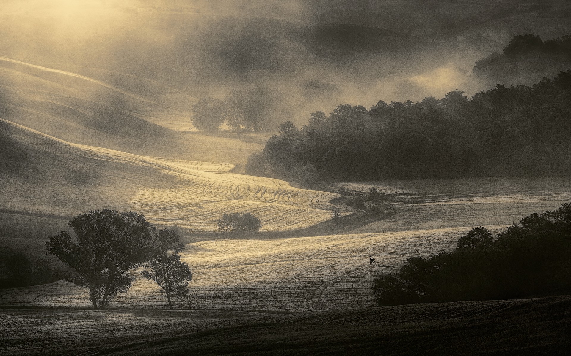 General 1920x1200 nature landscape mist morning trees field Tuscany Italy sunlight monochrome deer