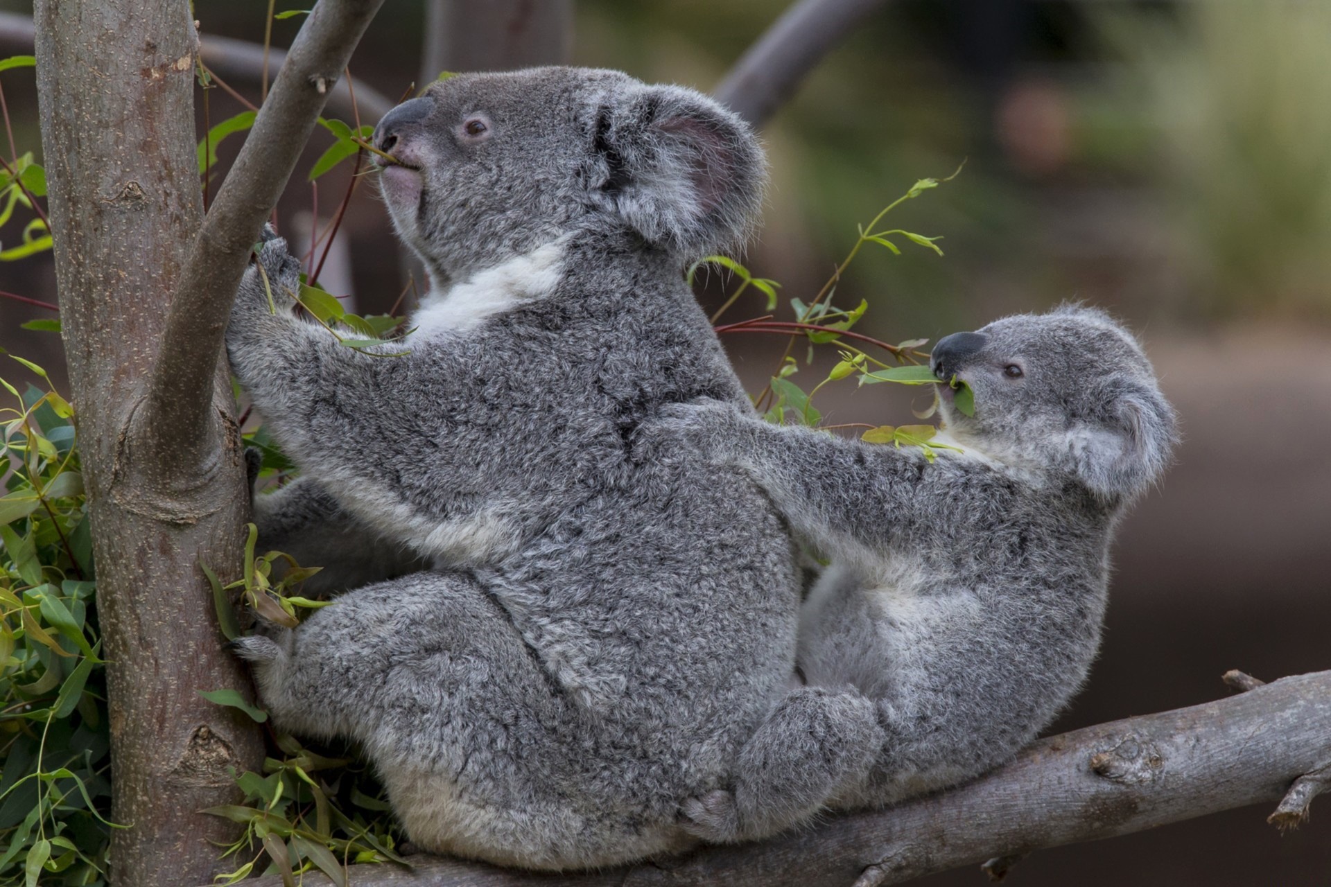 General 1920x1280 animals koalas baby animals mammals eating closeup