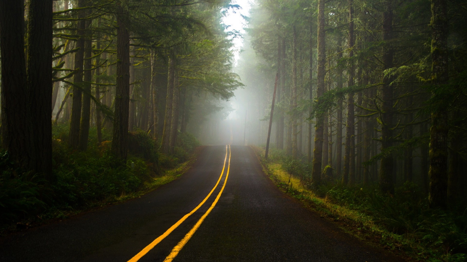General 1920x1080 nature trees forest mist road plants grass branch lines hills yellow asphalt outdoors