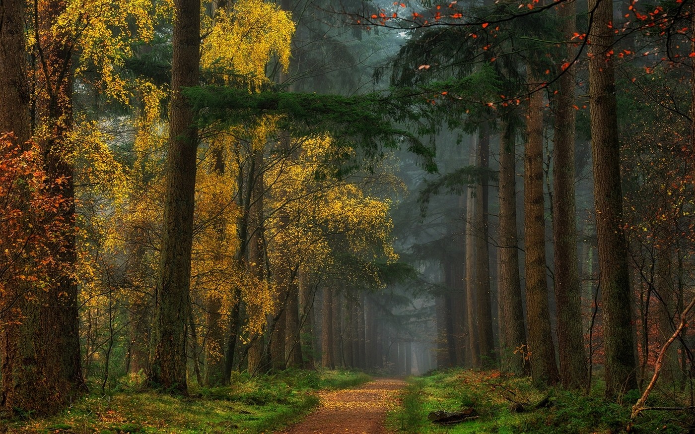 General 1400x875 nature colorful fall forest dirt road grass path mist trees yellow
