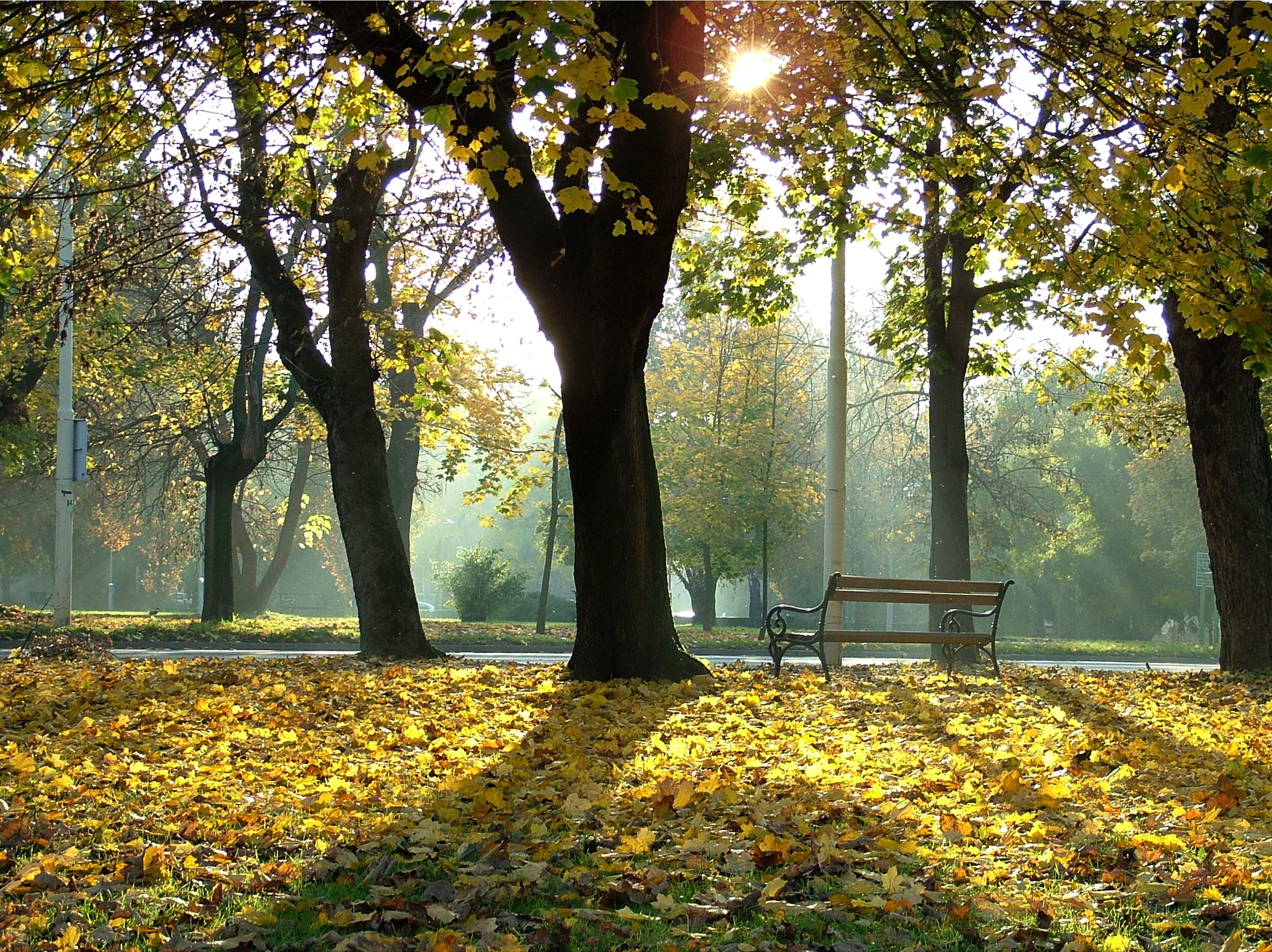 General 2574x1926 park bench fallen leaves trees outdoors leaves