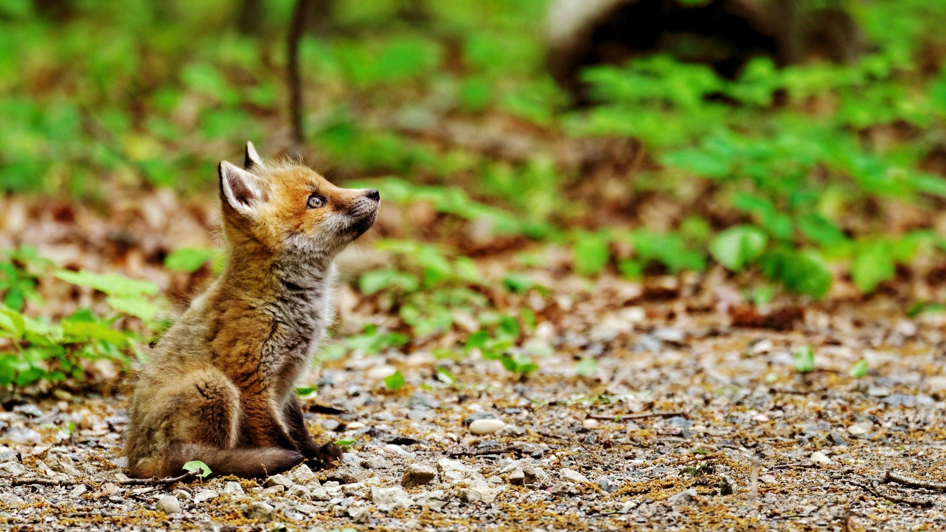 General 1920x1080 nature animals baby animals fox sitting field plants depth of field outdoors
